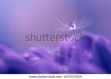 Dandelion seeds with a drop on a flower