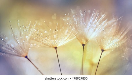 Dandelion Seeds in the drops of dew on a beautiful blurred background. Dandelions on a beautiful golden yellow background. Drops of dew sparkle on the dandelion. - Powered by Shutterstock