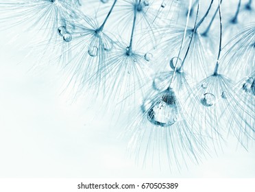 Dandelion seeds with drops of dew water close-up macro on a light blue background with a soft focus. Beautiful rain drops on dandelion.