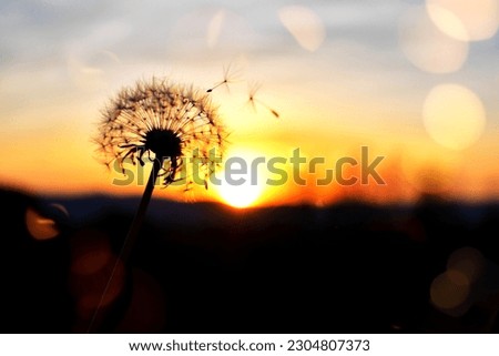 A dandelion seeds fluff blowing in the wind breeze silhouetted against orange golden hour sunset