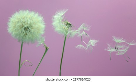 Dandelion Seeds Fly From A Flower On A Colored Background. Botany And Flowering Reproduction