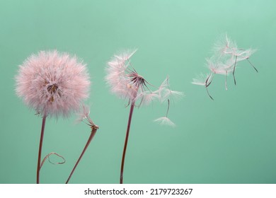 Dandelion Seeds Fly From A Flower On A Colored Background. Botany And Flowering Reproduction