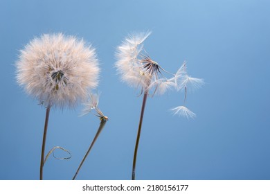 Dandelion Seeds Fly From A Flower On A Colored Background. Botany And Flowering Reproduction