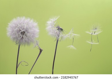 Dandelion Seeds Fly From A Flower On A Colored Background. Botany And Flowering Reproduction