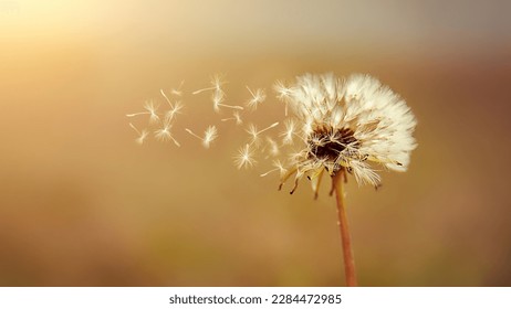 A dandelion with seeds flying away