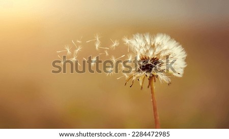 A dandelion with seeds flying away