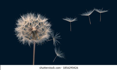 Dandelion seeds flying next to a flower on a dark blue background - Shutterstock ID 1856290426