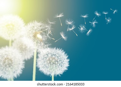 Dandelion seeds flying at sunset. White dandelions on blue background - Powered by Shutterstock