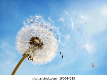 Dandelion seeds in the morning sunlight blowing away in the wind across a clear blue sky