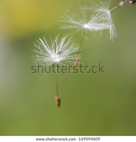 Similar – Foto Bild verträumt Natur Pflanze