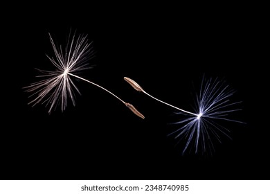 Dandelion seeds on a black background. Close-up. - Powered by Shutterstock