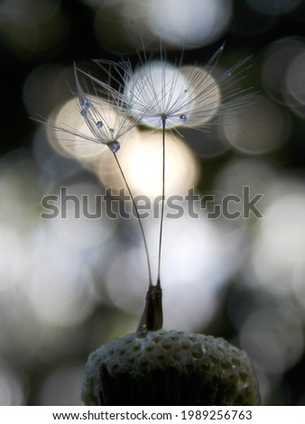 Similar – poppy seed capsules plants