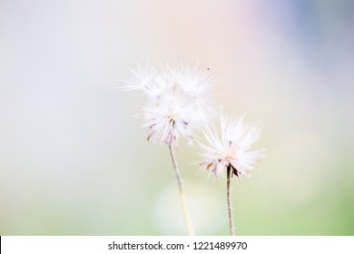Dandelion seeds in the sunlight blowing away a fresh pink background - Shutterstock ID 1221489970