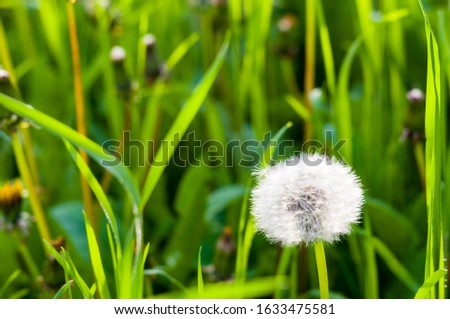 Similar – Image, Stock Photo dandelions macro close up