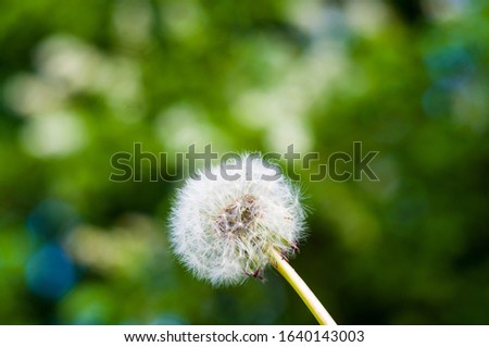 Similar – Image, Stock Photo dandelions macro close up