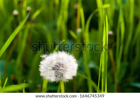 Similar – Image, Stock Photo dandelions macro close up