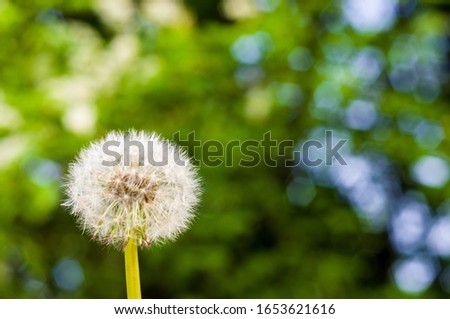 Similar – dandelion Environment