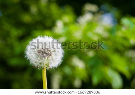 Similar – Image, Stock Photo dandelions macro close up