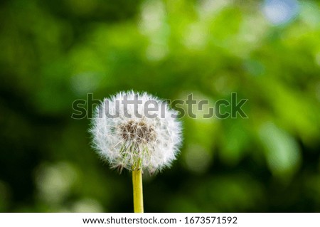 Similar – Image, Stock Photo dandelions macro close up