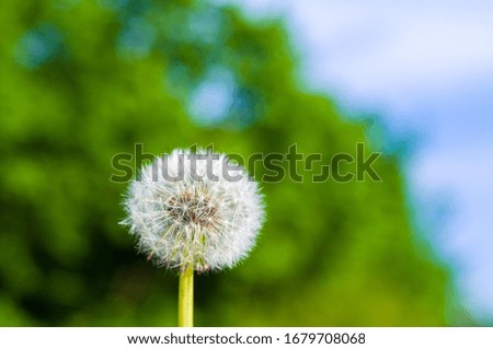 Similar – Image, Stock Photo dandelions macro close up