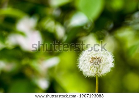 Similar – Image, Stock Photo dandelions macro close up