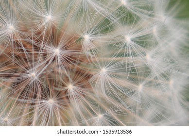 Dandelion Seeds That Almost Fall Out.