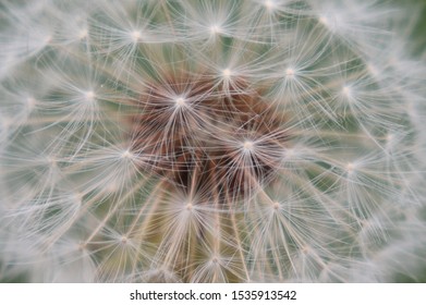 Dandelion Seeds That Almost Fall Out.