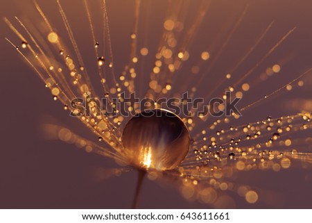 Dandelion seeds with water drops and beautiful shades
