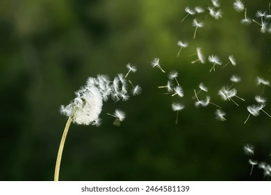 Dandelion Seeds in the Wind - Powered by Shutterstock