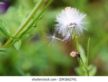 A Dandelion Shedding Florets In A Gentle Breeze