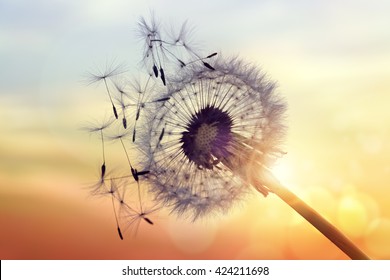 Dandelion silhouette against sunset with seeds blowing in the wind
