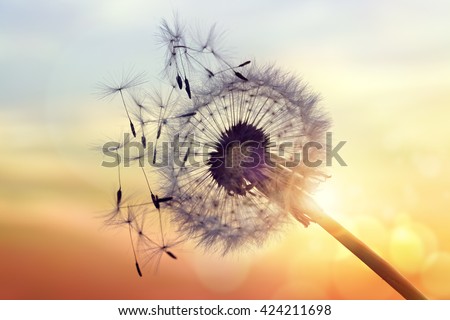 Dandelion silhouette against sunset with seeds blowing in the wind