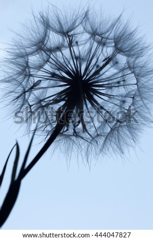 Nahaufnahme einer Pusteblume im Sonnenlicht vor blauem Himmel