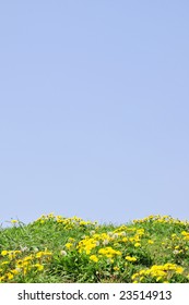 dandelion and sky