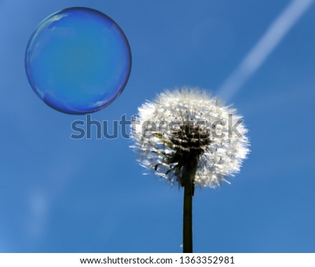 dandelion with soapbubble