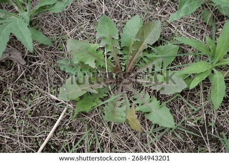 A dandelion spreading its leaves in a rosette pattern from the ground.