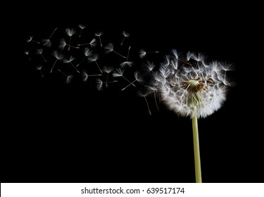 Dandelion spreading its seed in the blowing wind on black background