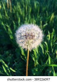 dandelion spring