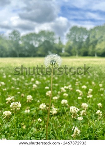 Dandelion standing alone in a field 