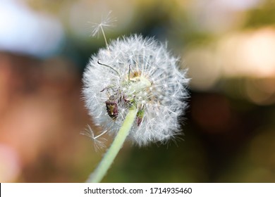 Dandelion With Stink Bug Inside