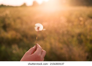 dandelion in the sun on a sunny day in the morning sunlight. - Powered by Shutterstock