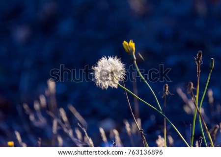 Dandelion in the Sunlight
