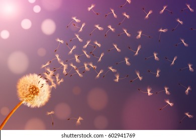 Dandelion in sunlight releasing seeds. Abstraction.