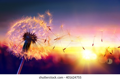 Dandelion To Sunset - Freedom to Wish
 - Shutterstock ID 401624755