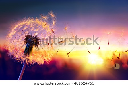 Dandelion To Sunset - Freedom to Wish
