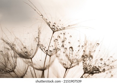 dandelion at sunset. Freedom to Wish. Seed macro closeup. Goodbye Summer. Hope and dreaming concept. Fragility. Springtime. soft focus on water droplets. Macro nature. Beautiful dew drops - Powered by Shutterstock