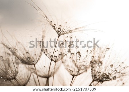 dandelion at sunset. Freedom to Wish. Seed macro closeup. Goodbye Summer. Hope and dreaming concept. Fragility. Springtime. soft focus on water droplets. Macro nature. Beautiful dew drops
