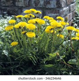 Dandelion; Taraxacum; Officinale