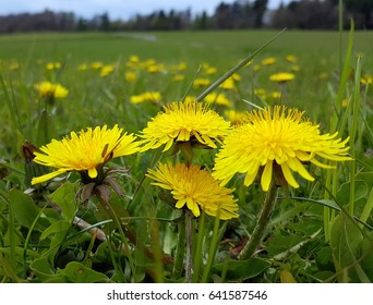 Dandelion; Taraxacum; Officinale