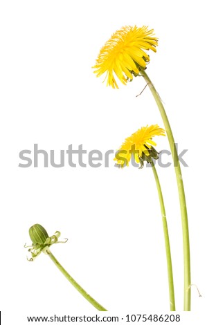 Dandelion (Taraxacum officinale) isolated on white background.